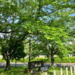 この日最初に移動した北勢中央公園の緑が素晴らしかった。