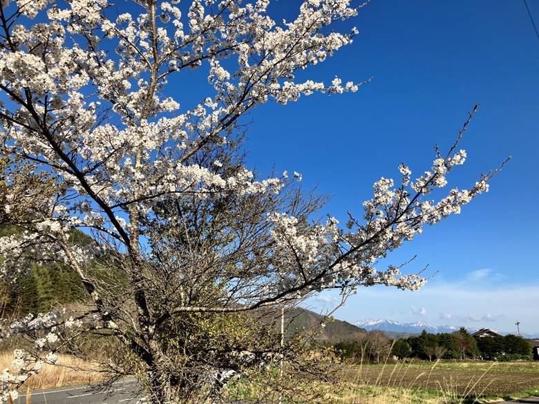 御岳県立公園の境界にある空き地からの風景。まだ桜が咲いていて、しばし癒されました