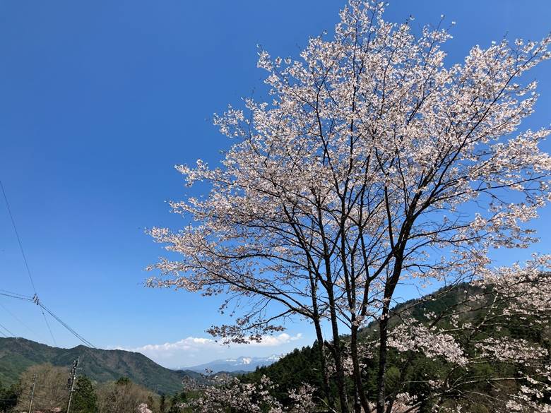 あららぎ公園から野麦峠へ移動中、桜と遠くの山が美しかったので、思わずUターンして撮影(高山市)